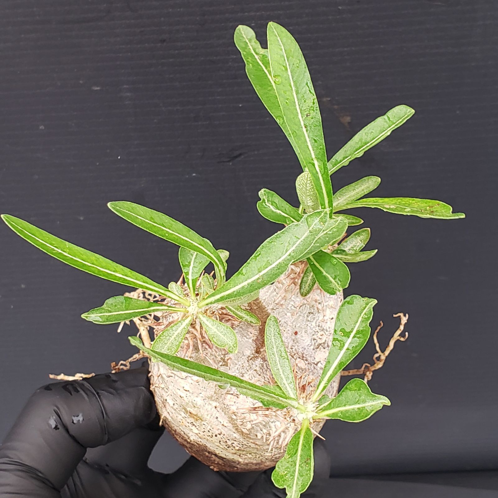 V247【自社養生発根株】Pachypodium 品種不明株（SS）（現地球