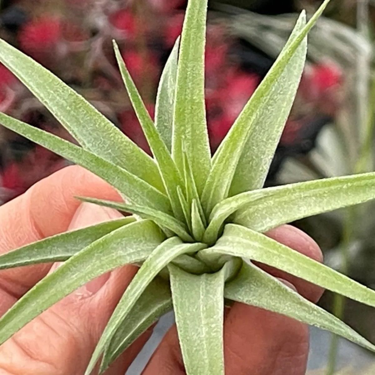 チランジア　イオナンタ　マキシマ　アルビノ　クランプ チランジア イオナンタ マキシマ アルビノ クランプ