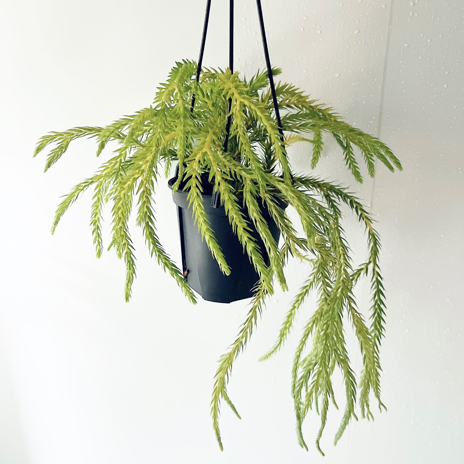 希少》フペルジア カリナータ スロイソン ハンギング 観葉植物 calm