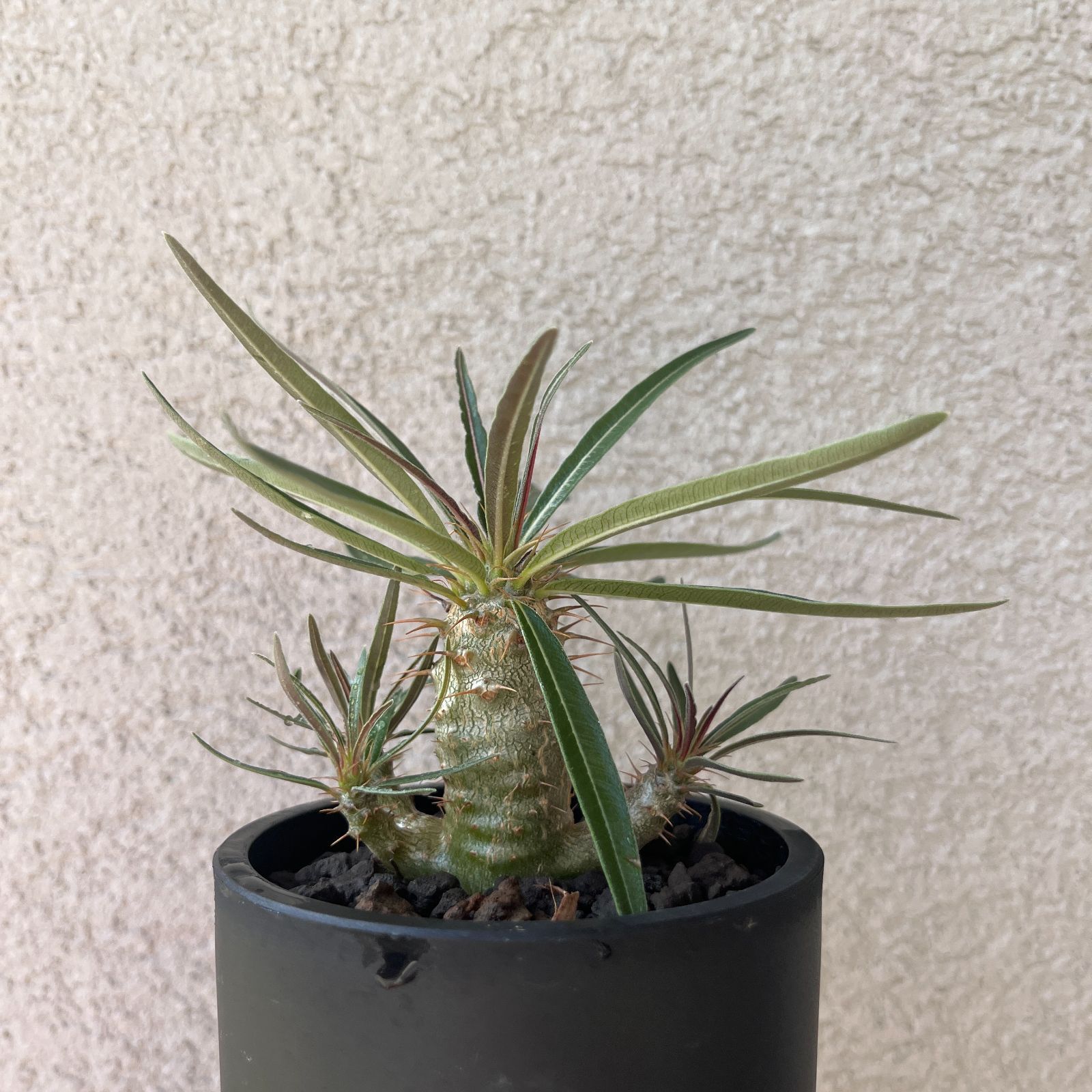 パキポディウムグラキリス　実生株 パキポディウム・グラキリス 実生株2年｜Pachypodium rosulatum