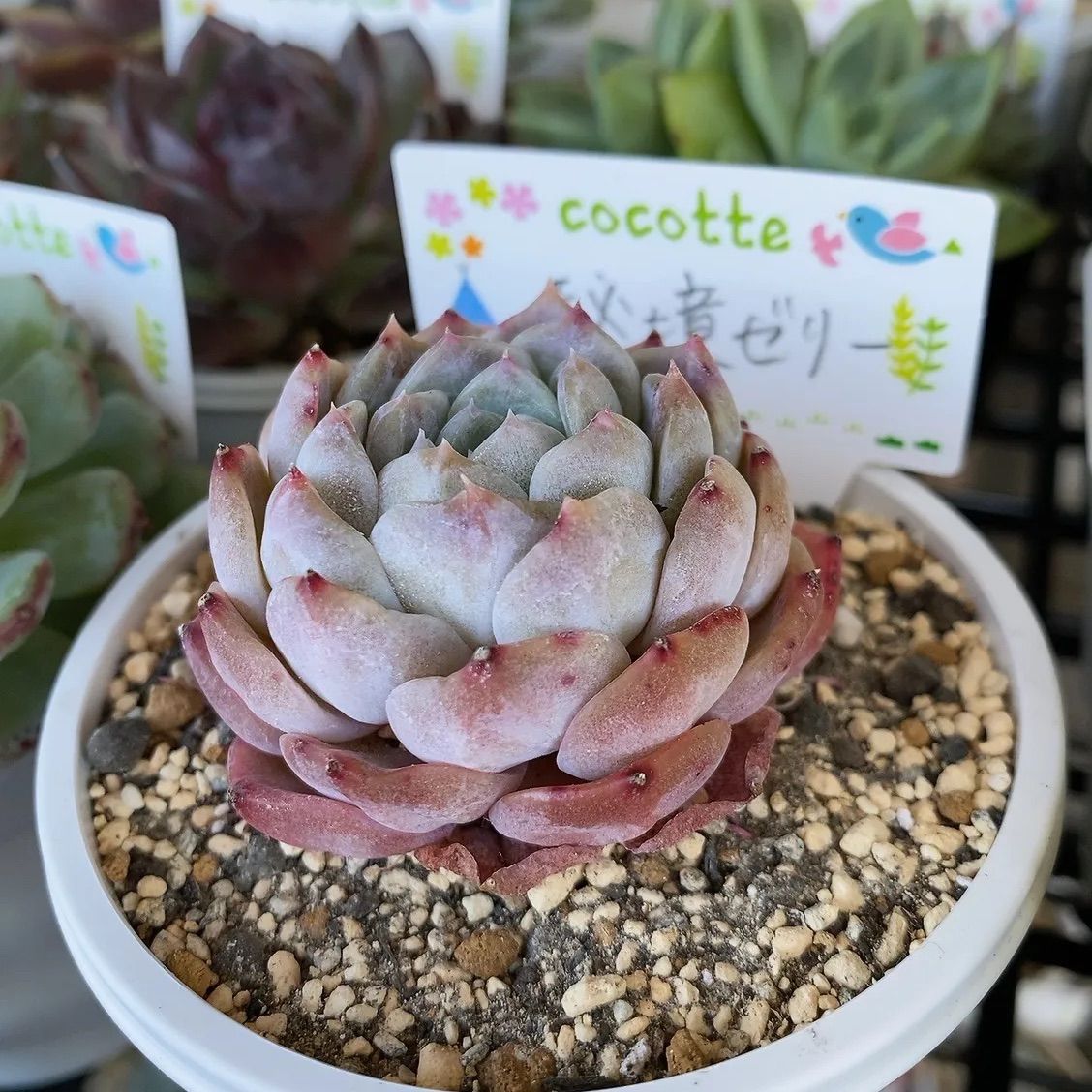 No.212 ❁ゼリーオレンジ❁ 抜き苗 多肉植物 レア品種】56. 雪の華ゼリー 多肉植物 韓国苗 エケベリア 抜き苗