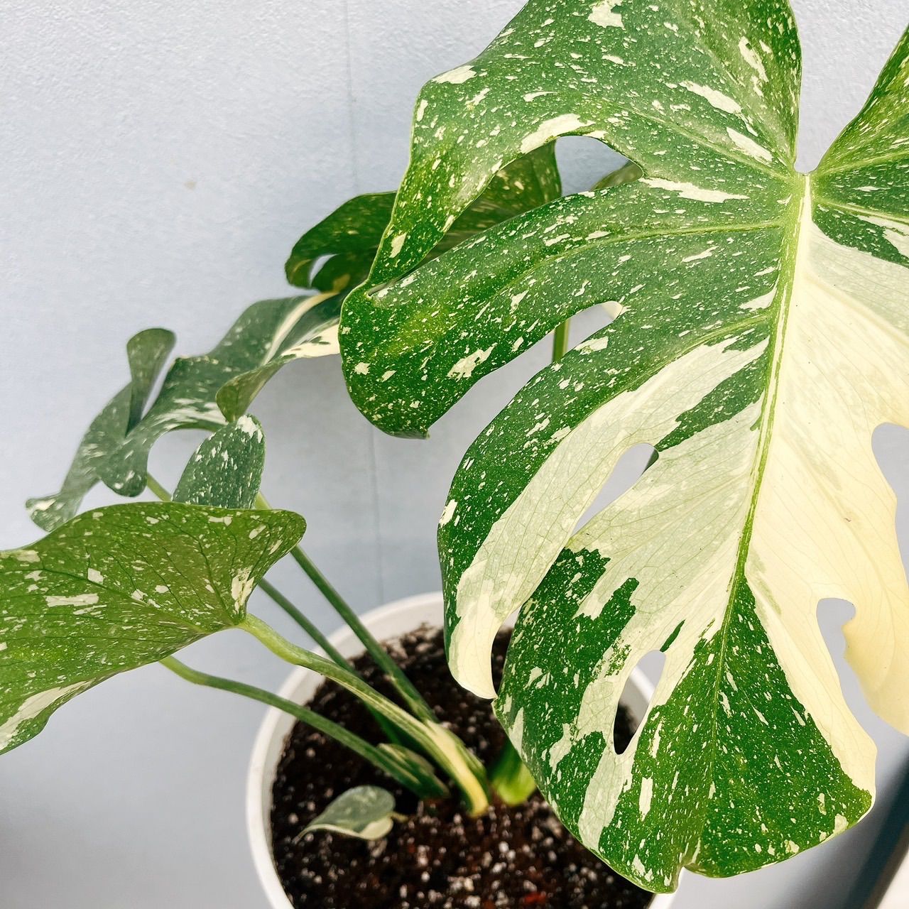 在庫］【希少】モンステラ 斑入り レア 観葉植物 室内 鉢受け皿付き 