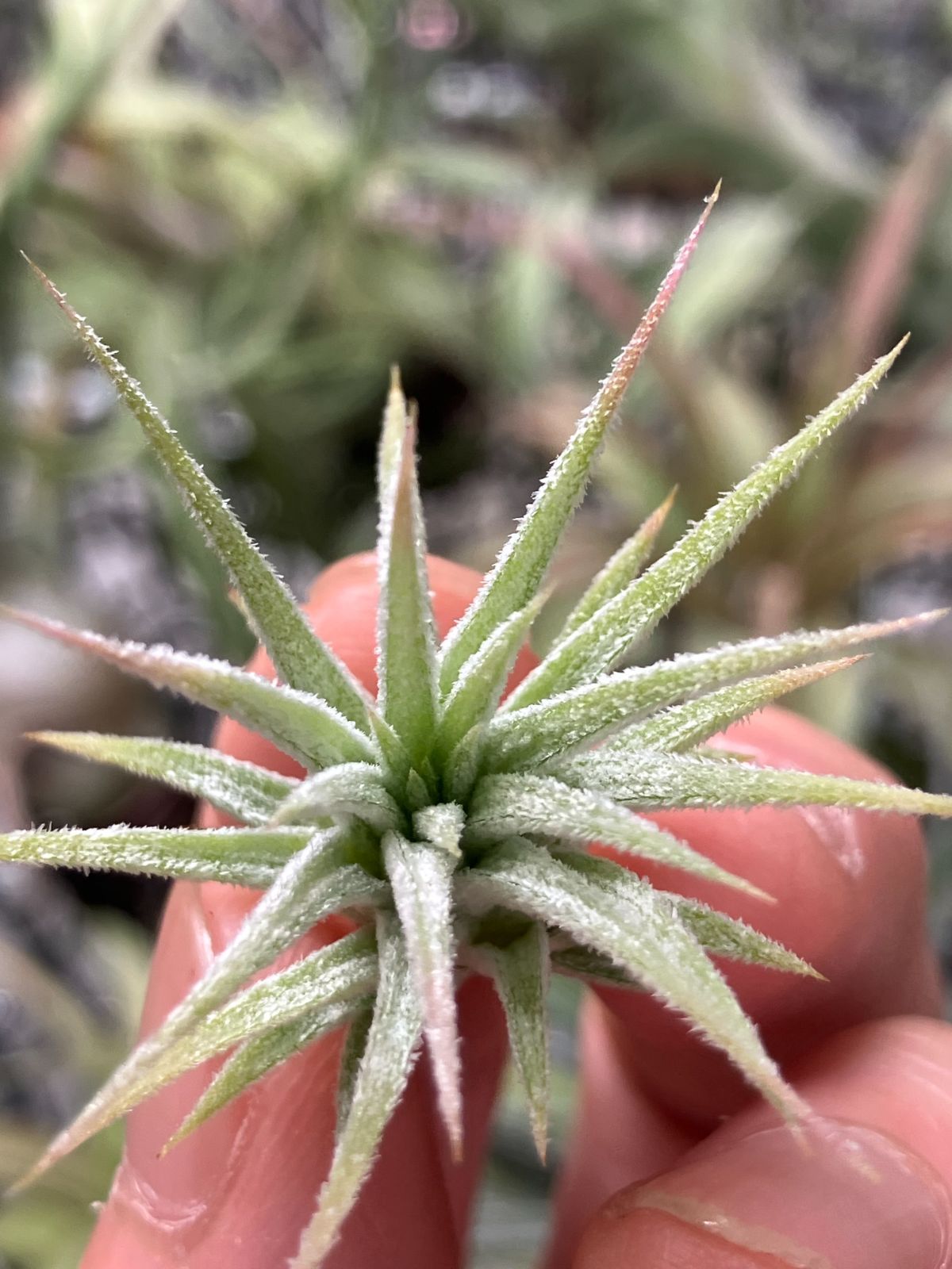 ネコポス】イオナンタ ピーチ NTH142 Tillandsia ionantha 'Peach