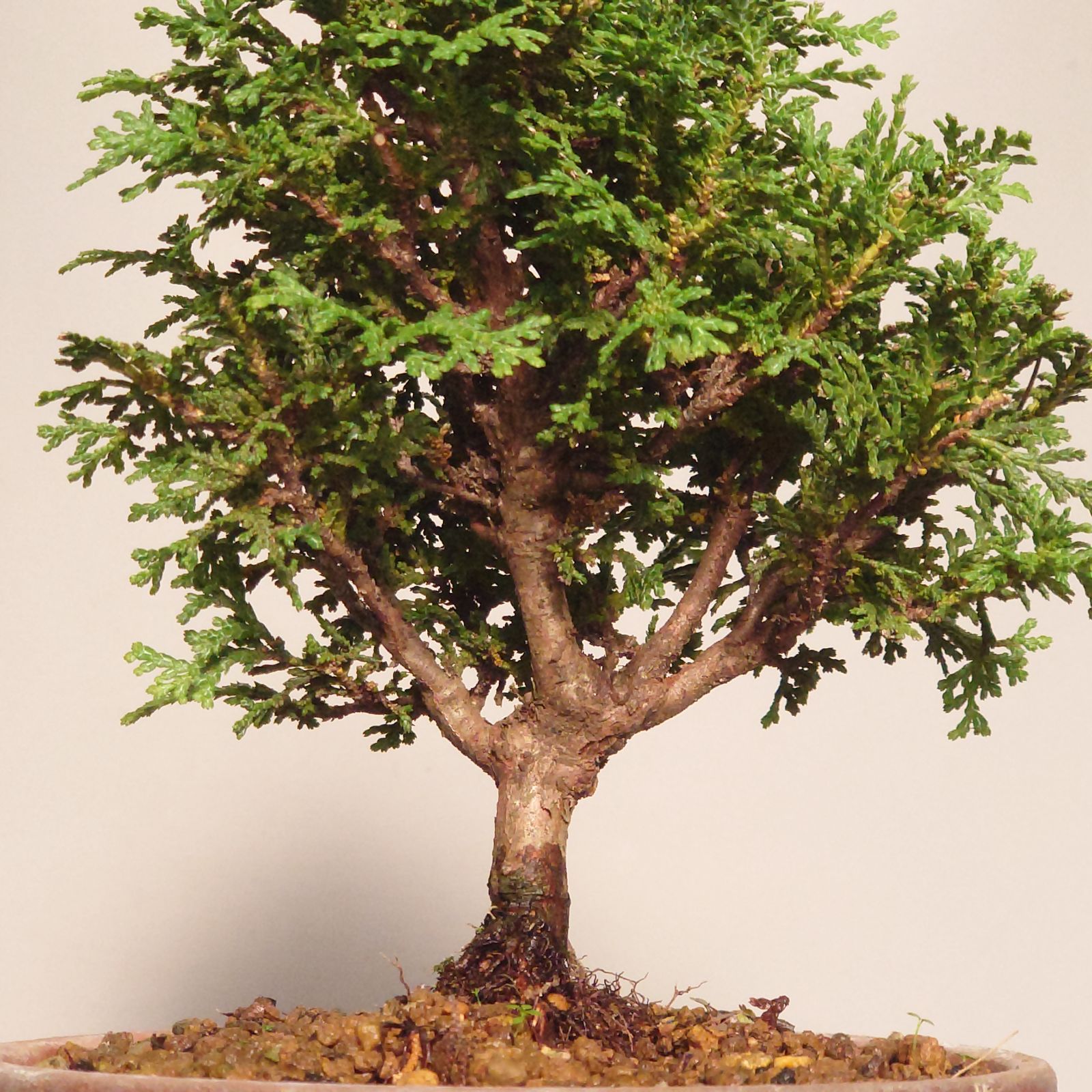 盆栽 コノテガシワ コノテガシワ盆栽 写真素材 [3054833] - フォトライブラリー