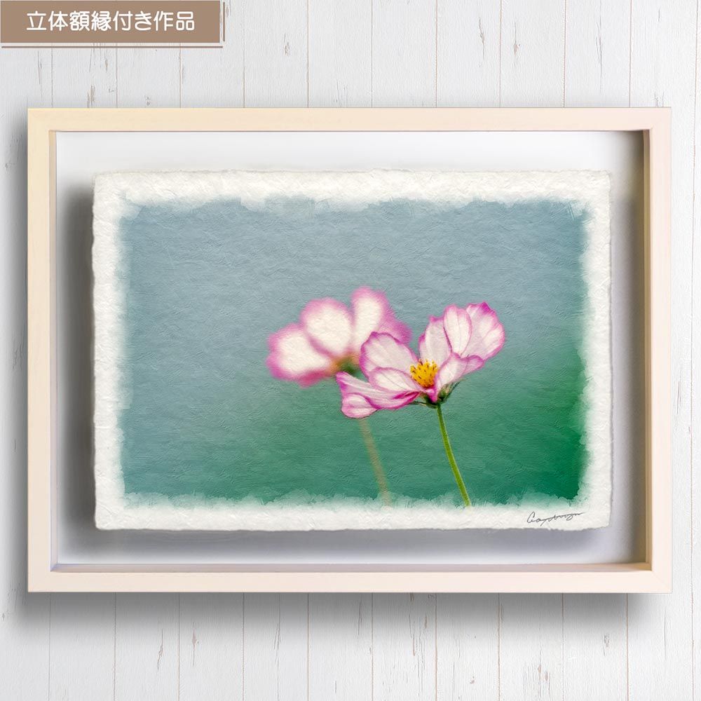 和紙の絵写真 「赤い縁取りの白いコスモス」 立体額縁付き 31x23cm