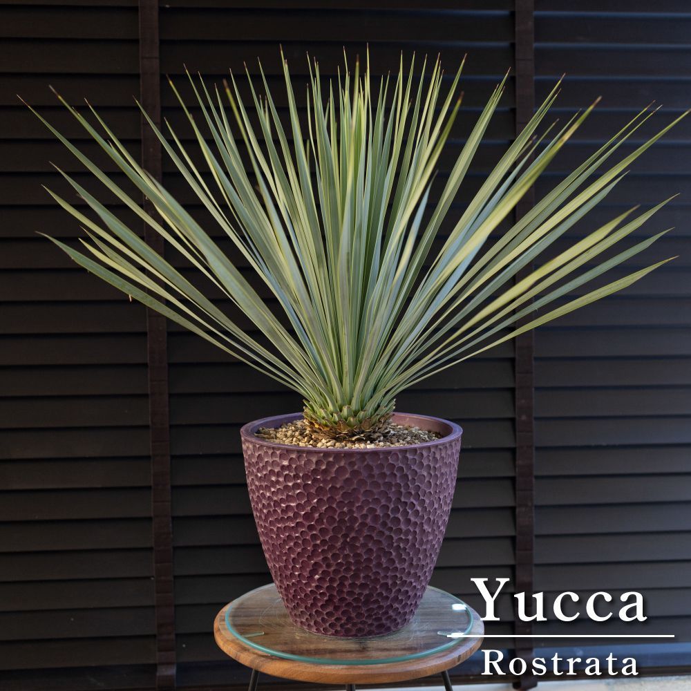 ユッカ ロストラータ シルバーブルー（青色が濃い） 楽天市場