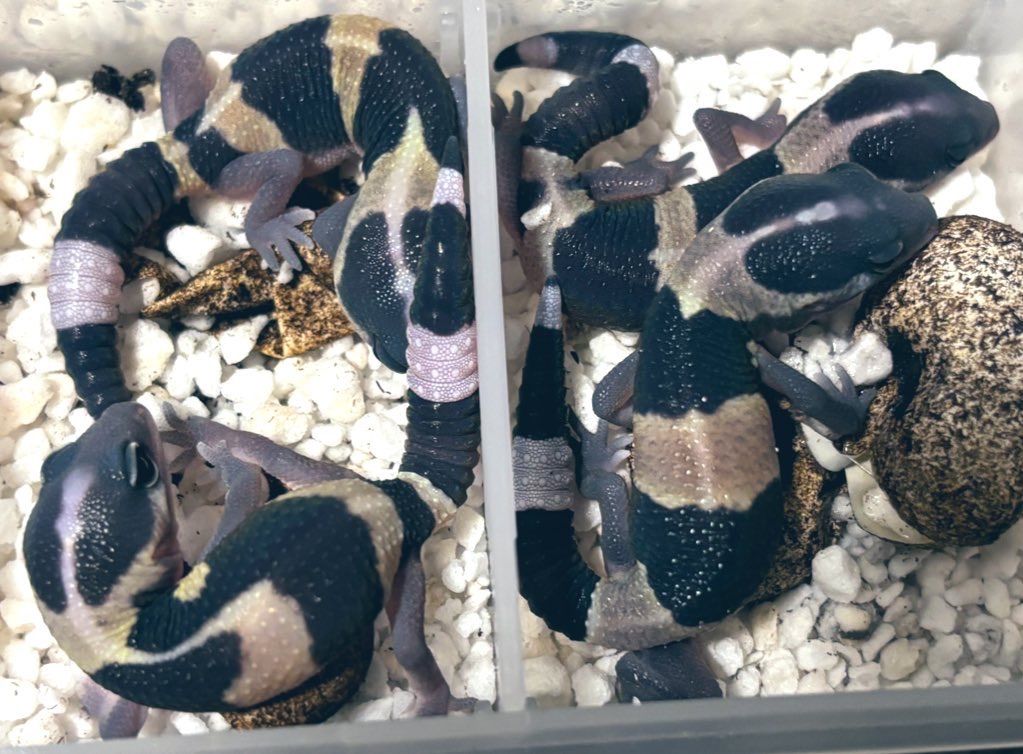 冷凍イエコML約3000匹1kg冷凍コオロギ