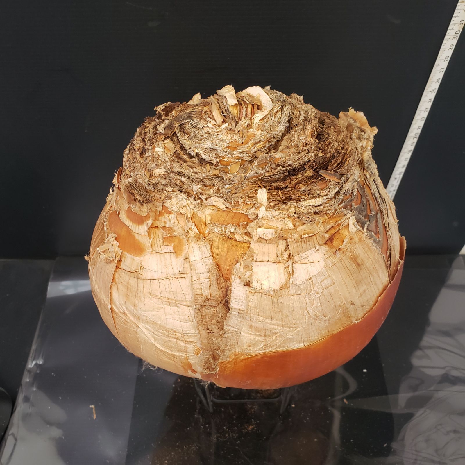 Z421 最新到着 Boophane ハエマンソイデス ML 現地球 抜き苗 球根植物 ブーファン ハエマンソイデス YUZUMIYA_COM