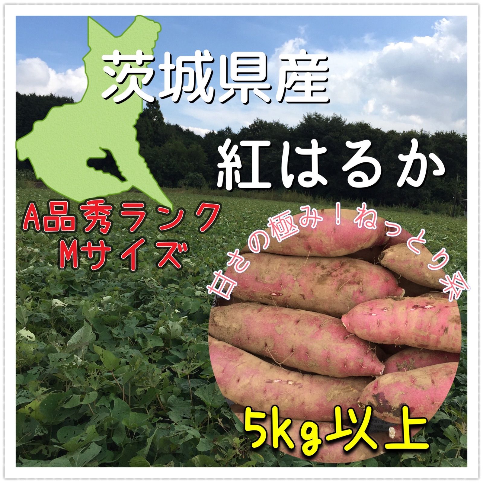 千葉県産紅はるか Mサイズ20Kg - 野菜