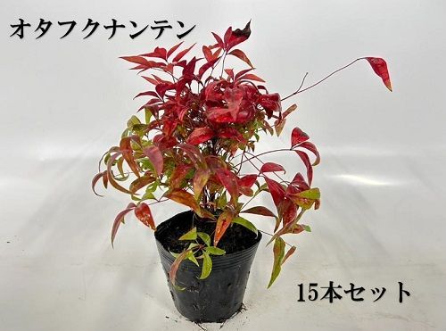 15本セット オタフクナンテン樹高0.2m前後12cmポット