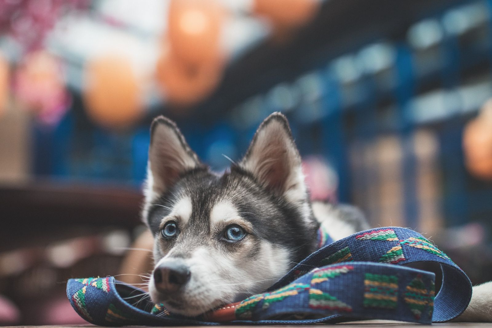 スペイン製 高級犬用首輪とリードセット etna Azul（小型犬 中型犬