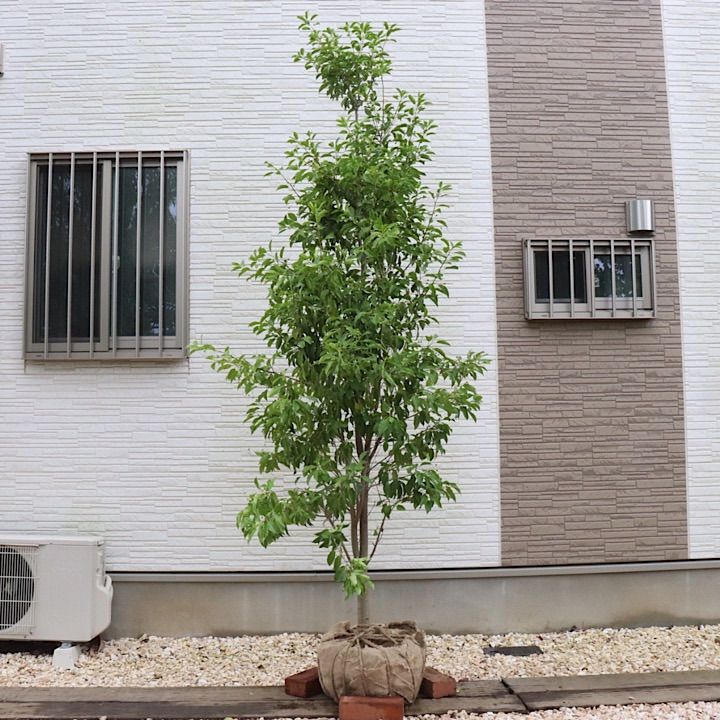 ソヨゴ メス 株立ち 8本立ち 楽天市場】【現品】ソヨゴ 苗木 株立ち 雌株（