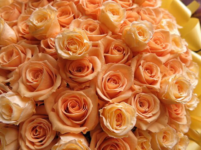 メイド喫茶ライター 六本セット メイド喫茶ライター 六本セット 不・純