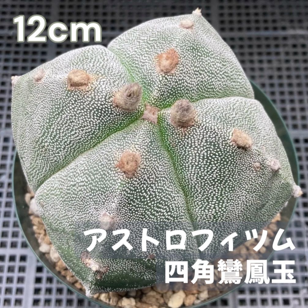 サボテン アストロフィツム 四角鸞鳳玉 四角ランポー - メルカリ