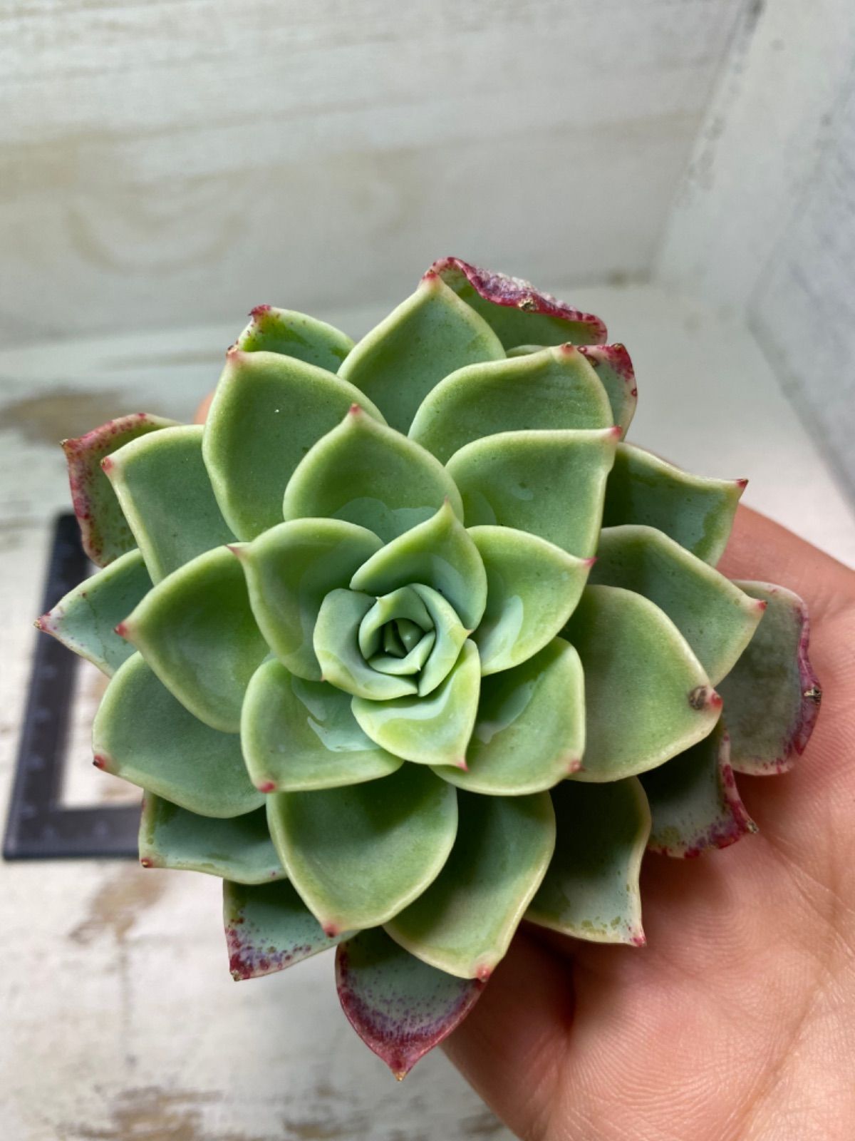 メルカリshops 多肉植物 パンジー No 4