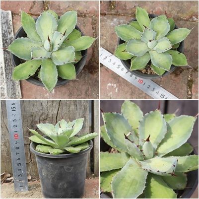 アガベ 吉祥冠錦 白中斑 本物 子株 アガベ 吉祥冠錦 白中斑 本物 子株 アガベ吉祥冠錦中斑極上