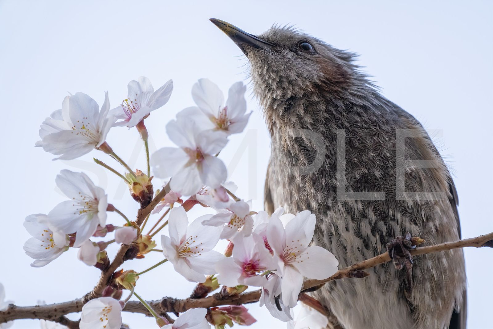 【ヒヨドリ・桜】オリジナル写真プリント（マット紙・A4サイズ）【野生動物】