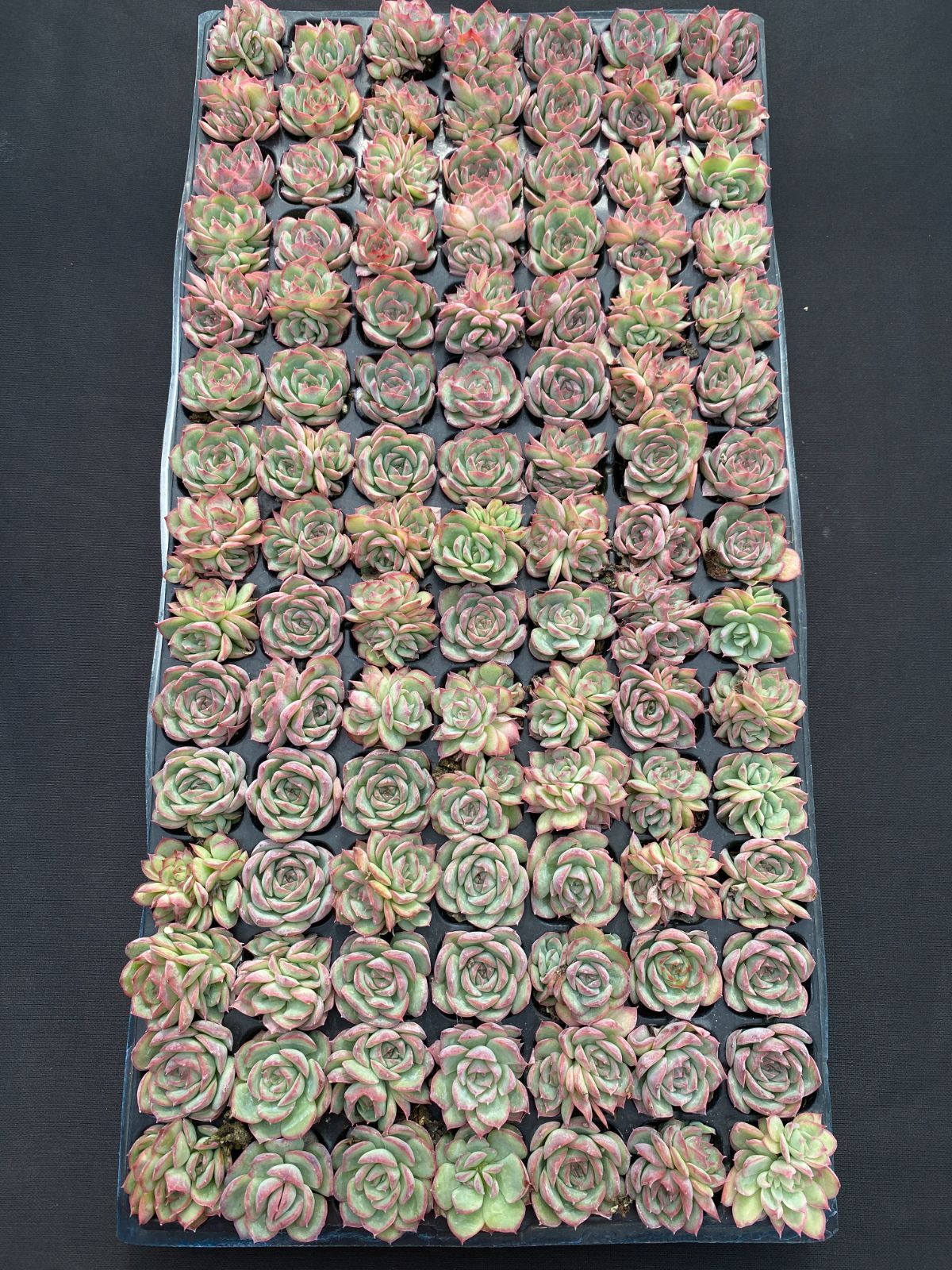 105苗 ブルードリーム 土と根付き 多肉植物 エケベリア 韓国苗