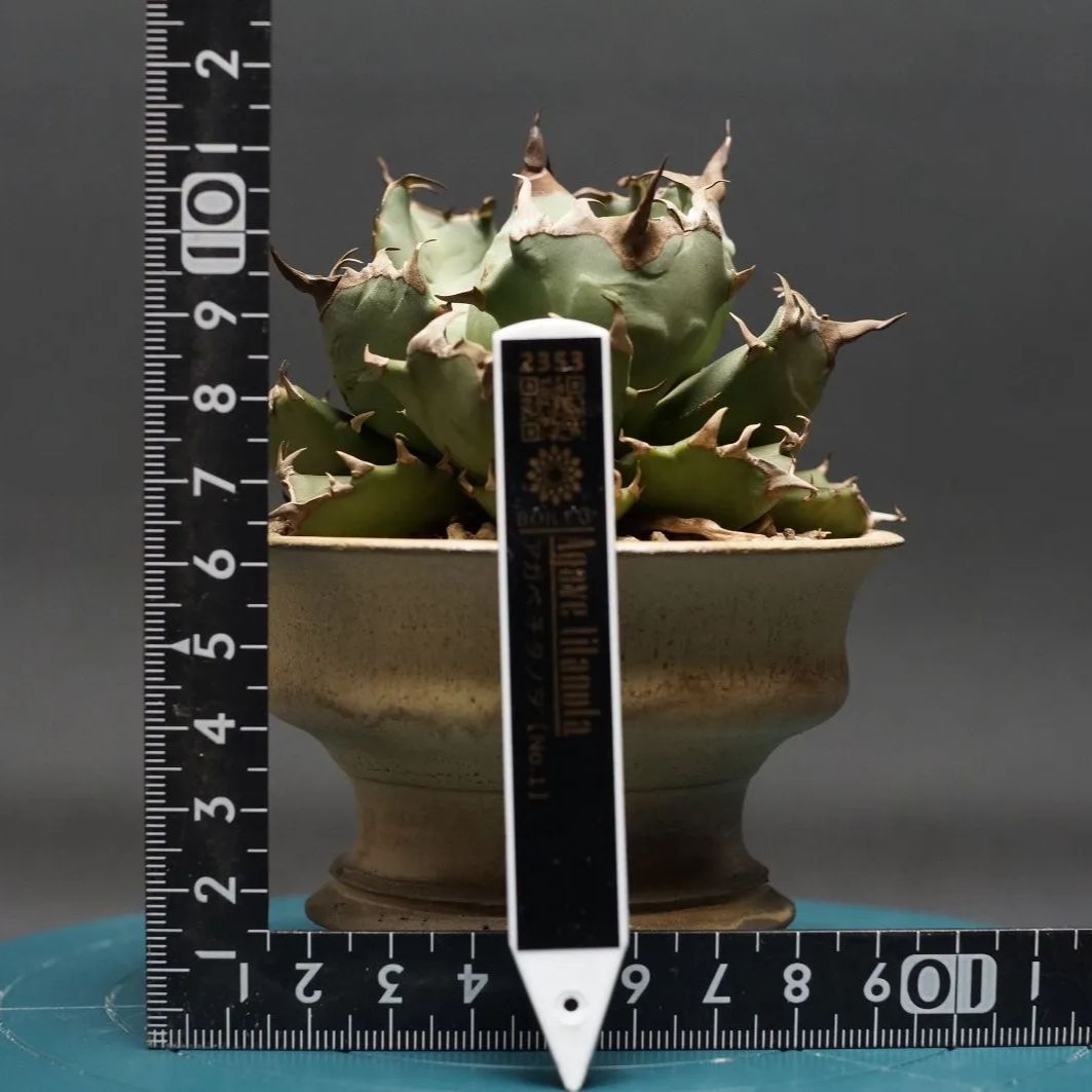 Agave titanota No.1 / アガベ チタノタ ナンバーワン Agave titanota