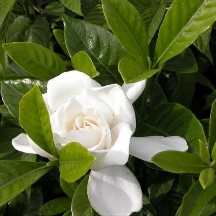 ヤエクチナシ 樹高0.4m前後