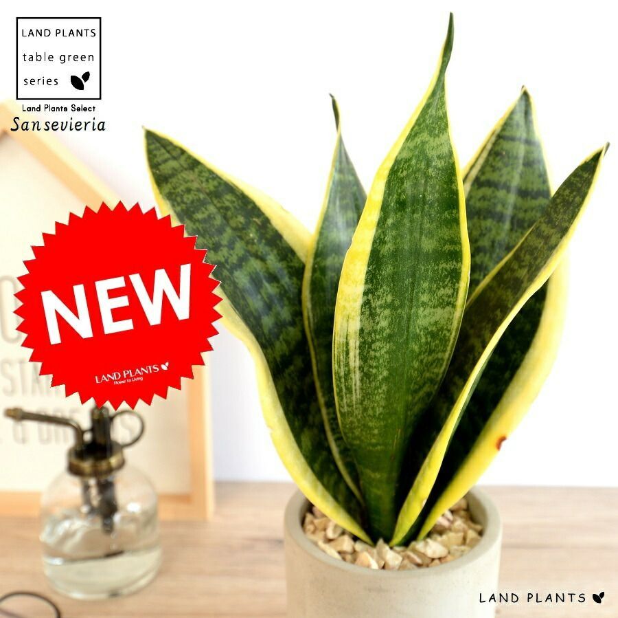 ピオフィオーレの晩鐘 オトメイト アクリルブロマイド AGF ピオフィ アンリ オトメイト AGF ピオフィオーレの晩鐘 ピオフィ アクリルブロマイド アンリ