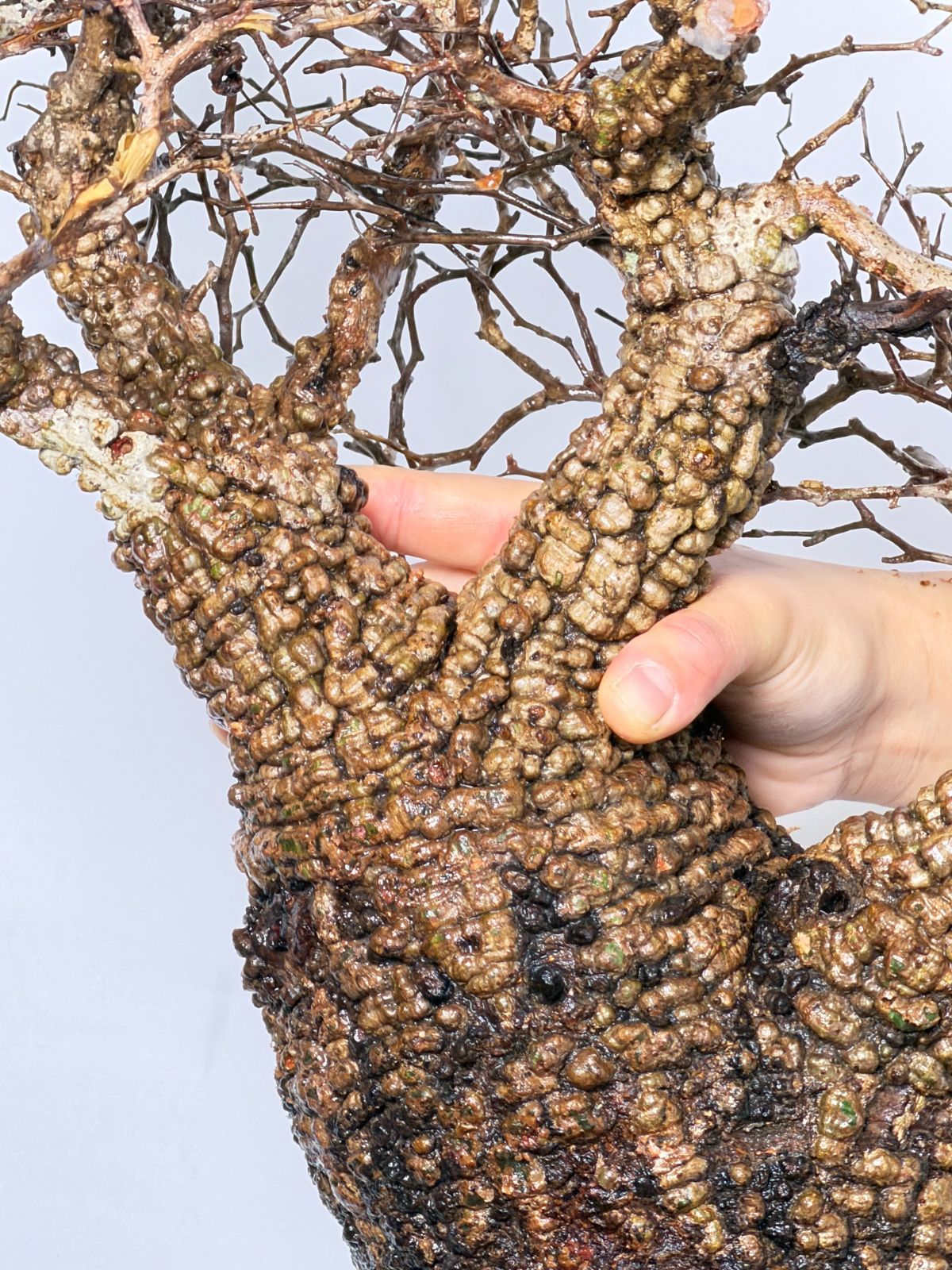 オペルクリカリア パキプス