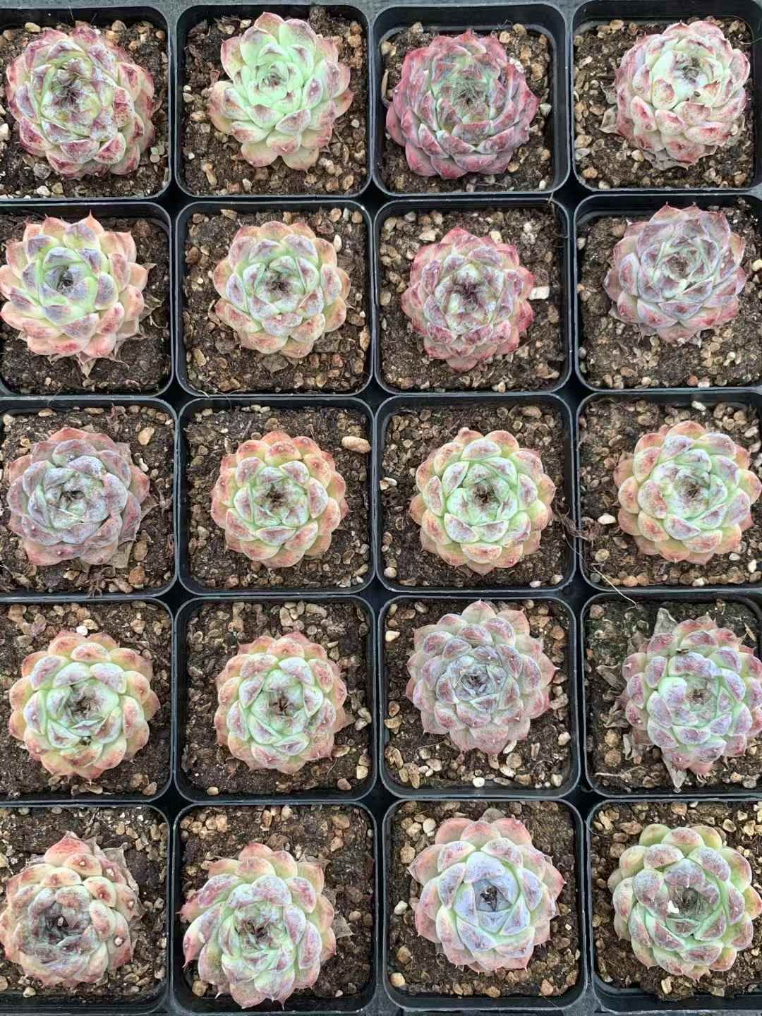 斑入り ケスネリア テストゥード アルボマージナータ 斑入り