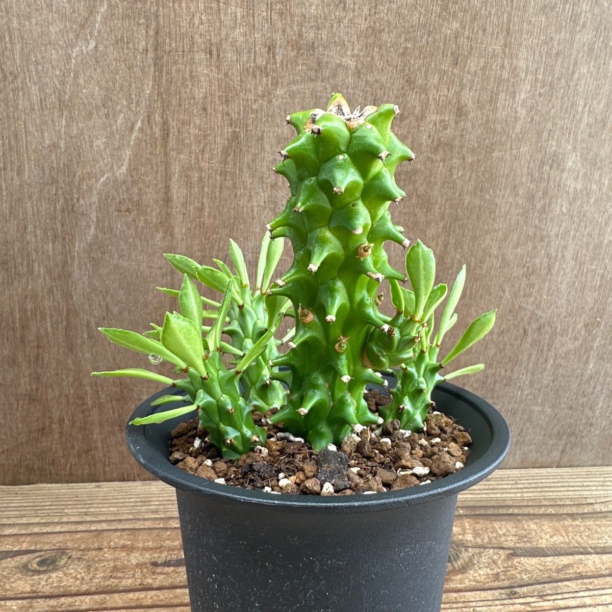 希少 モナデニウム モンタナム 塊根 コーデックス 珍種 希少 モナデニウム モンタナム 塊根 コーデックス 珍種