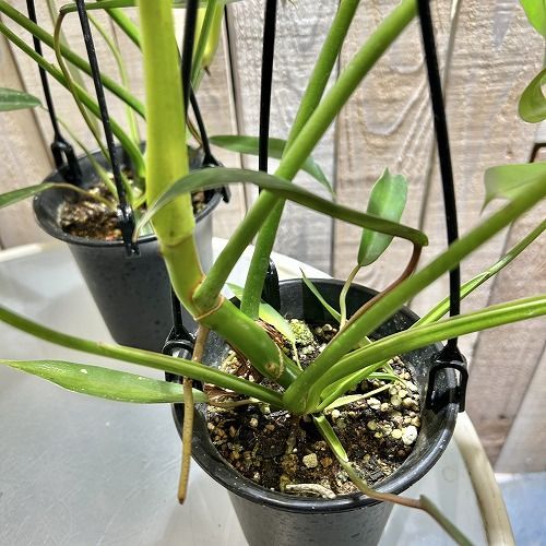 観葉植物 フィロデンドロン ジョーピー 3.5号吊り鉢(個体おまかせ1鉢