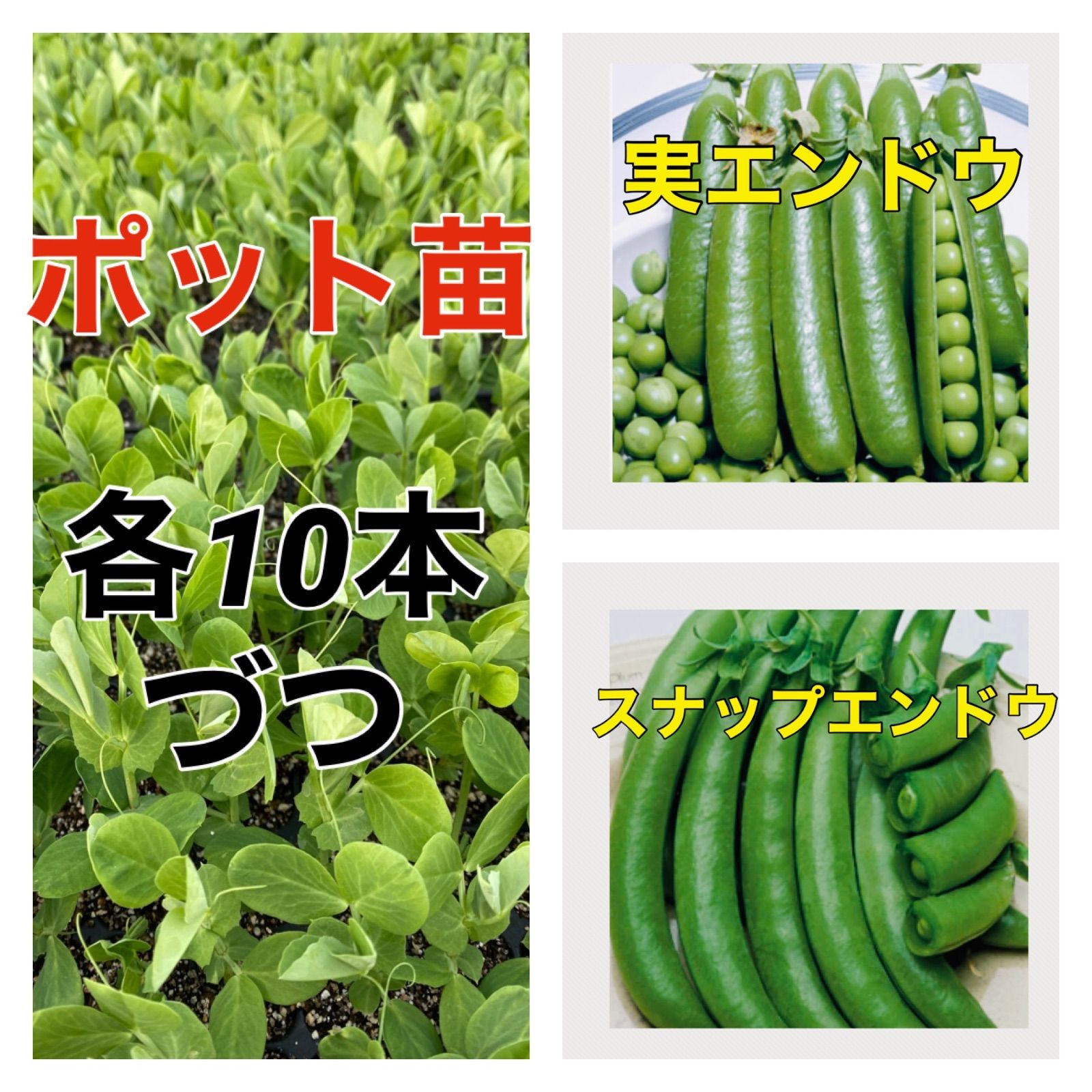 スナップエンドウの苗 15苗 - 植物