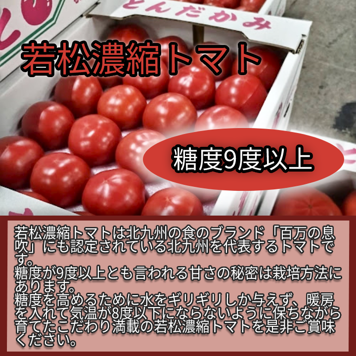 【数量限定品】福岡県産　若松濃縮トマト　1.2kg（15～30玉） 濃縮トマト　若松トマト　トマト-1
