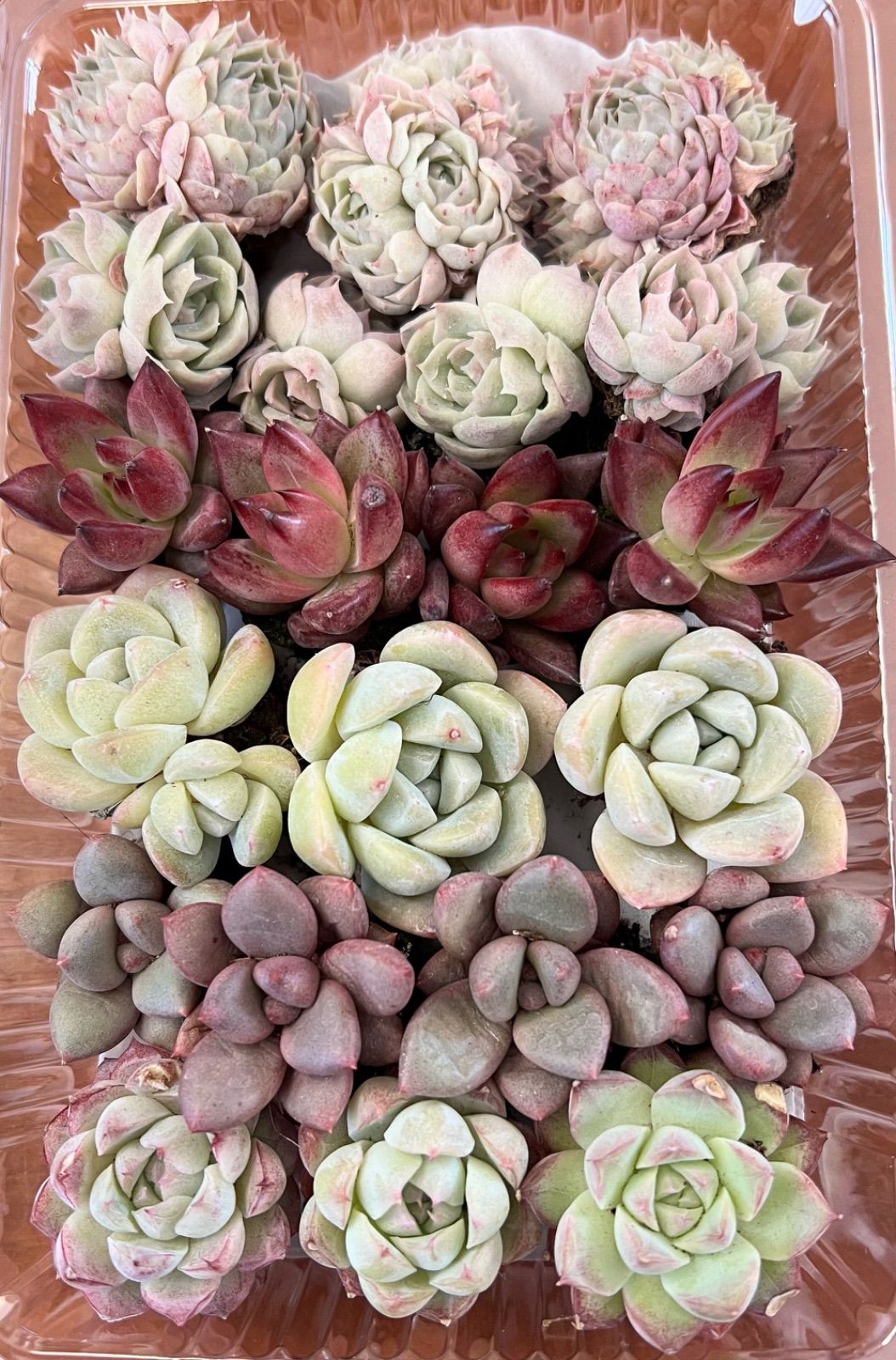 多肉植物 抜き苗 たっぷりセット③ 21苗 エケベリア 韓国苗