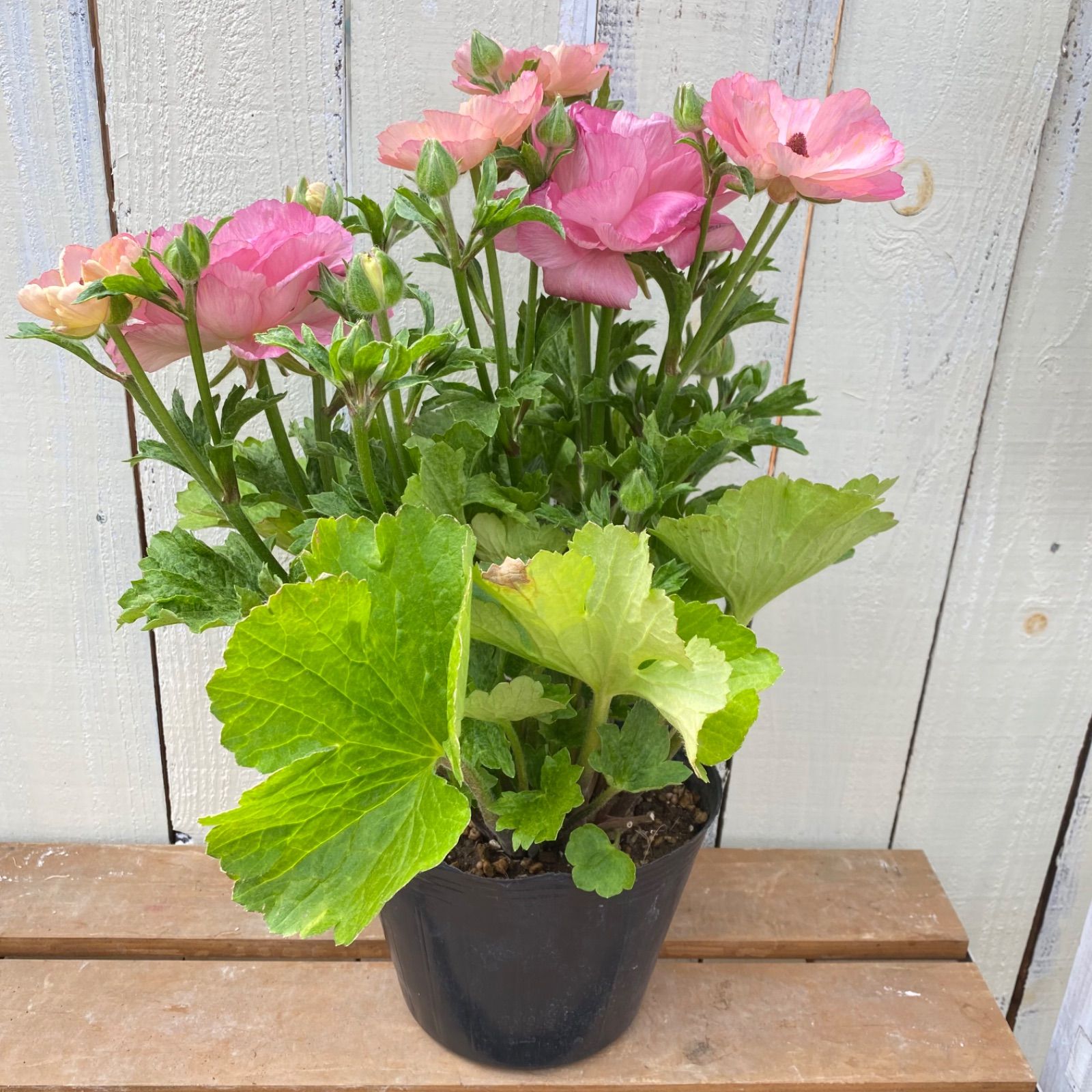 ラナンキュラスラックス セイレン - メルカリ