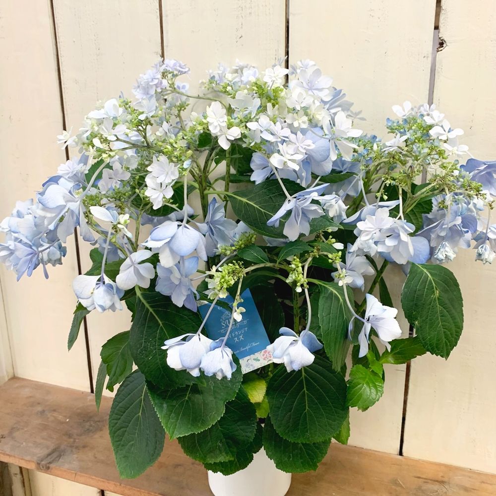 来年育成用アジサイ5種♡メルカリ便 ①*:ஐホワイトブルーの花*:ஐ紫陽花・苗木【スズキ農園