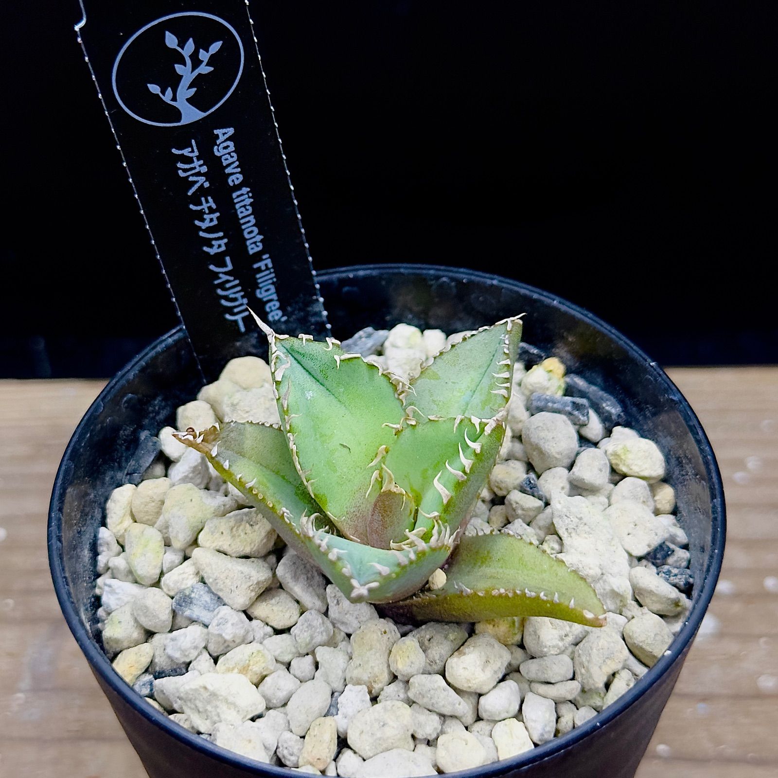 アガベフィリグリーデビル綴化