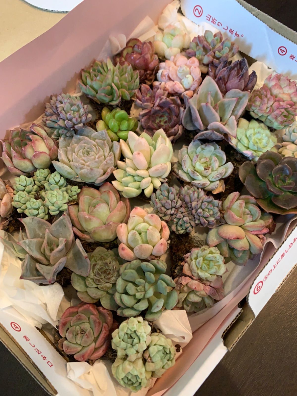 B セル苗105個セット✨多肉植物　エケベリア　詰め合わせ　寄せ植えに!! 2025年最新】多肉 エケベリア セットの人気アイテム - メルカリ