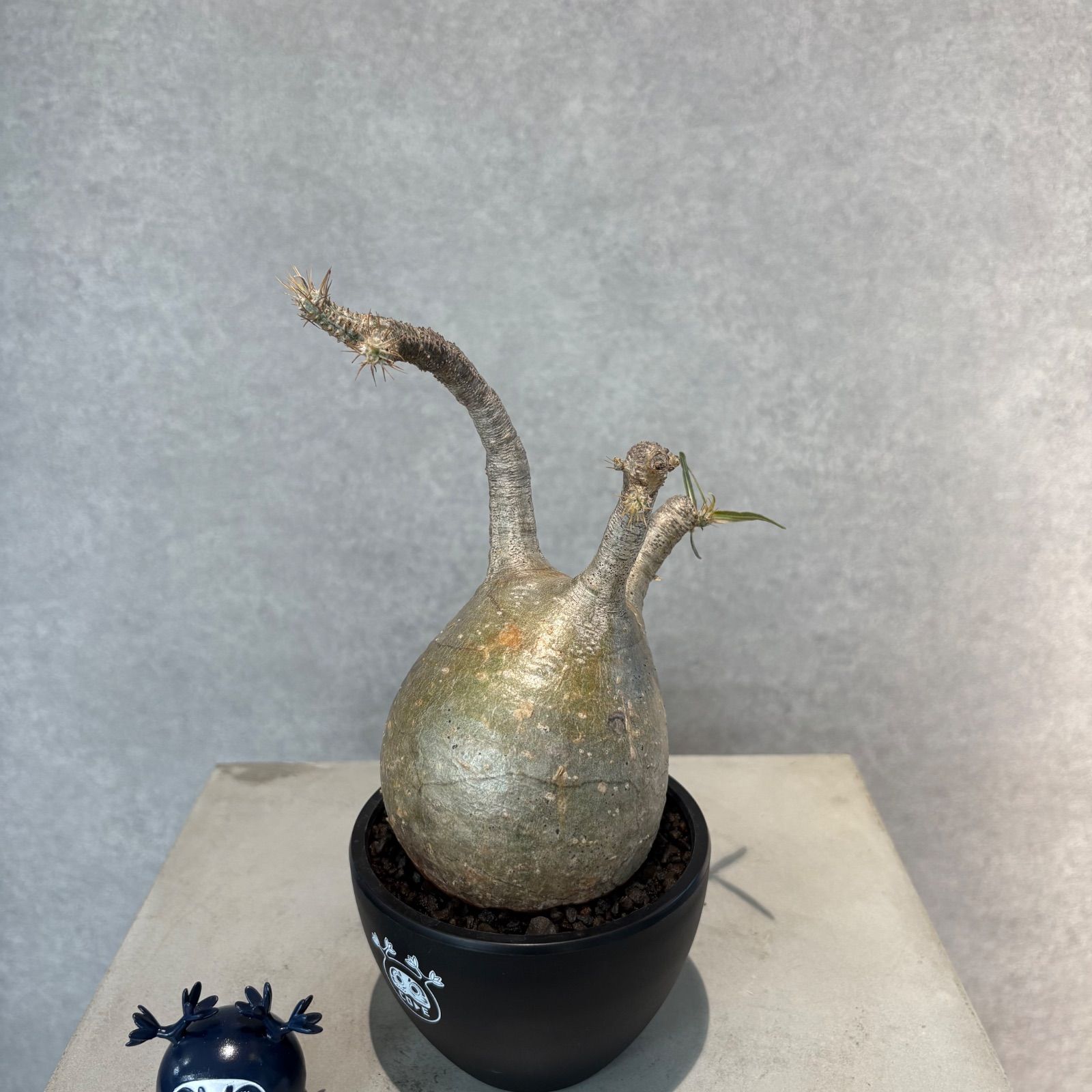 パキポディウム・グラキリス No.84 発根済 グラキリス 01 × CLAW S