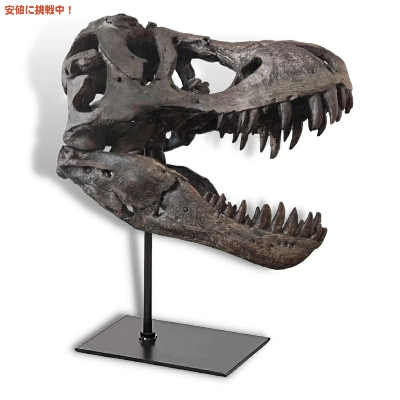 Amazon.co.jp: HEINBOW T-rex スカル 壁掛け恐竜ヘッド