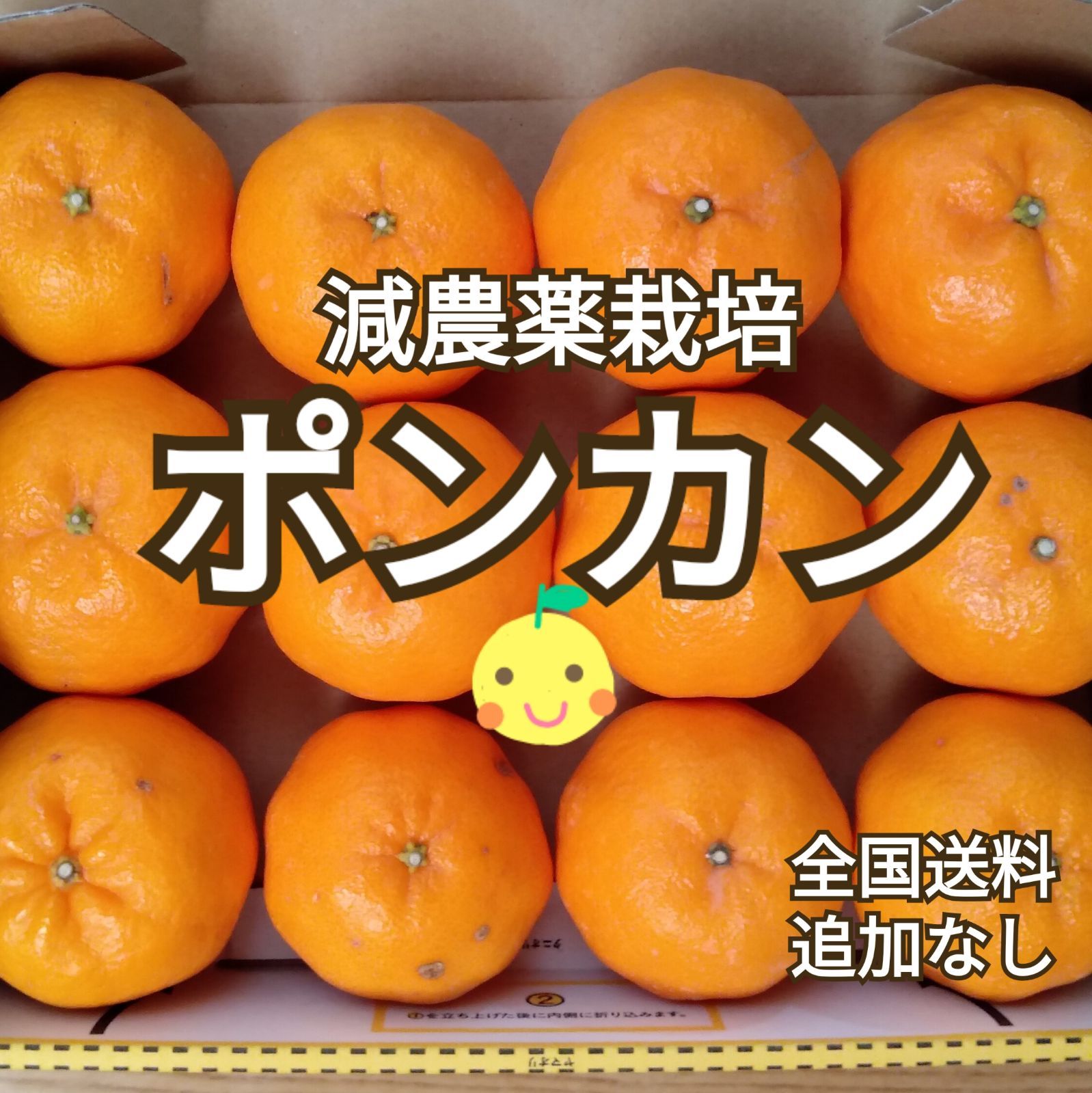 愛媛県西宇和産 柑橘♡４種詰め合わせ 減農薬4.5キロ箱込み - 果物