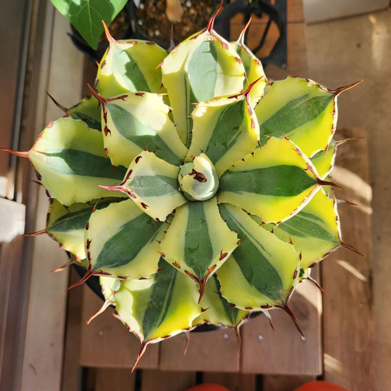 現物】アガベ スーパークラウン（吉祥冠錦）大株 【鉢のまま送付