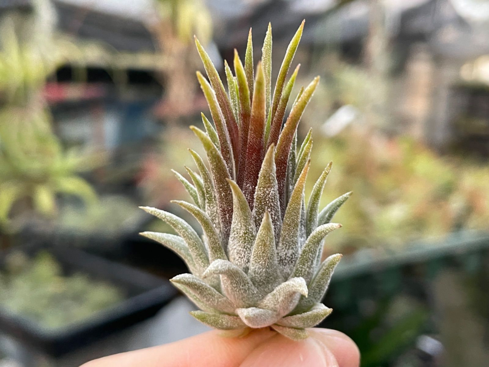 チランジア イオナンタ ディファレンテ/ディファレント Tillandsia
