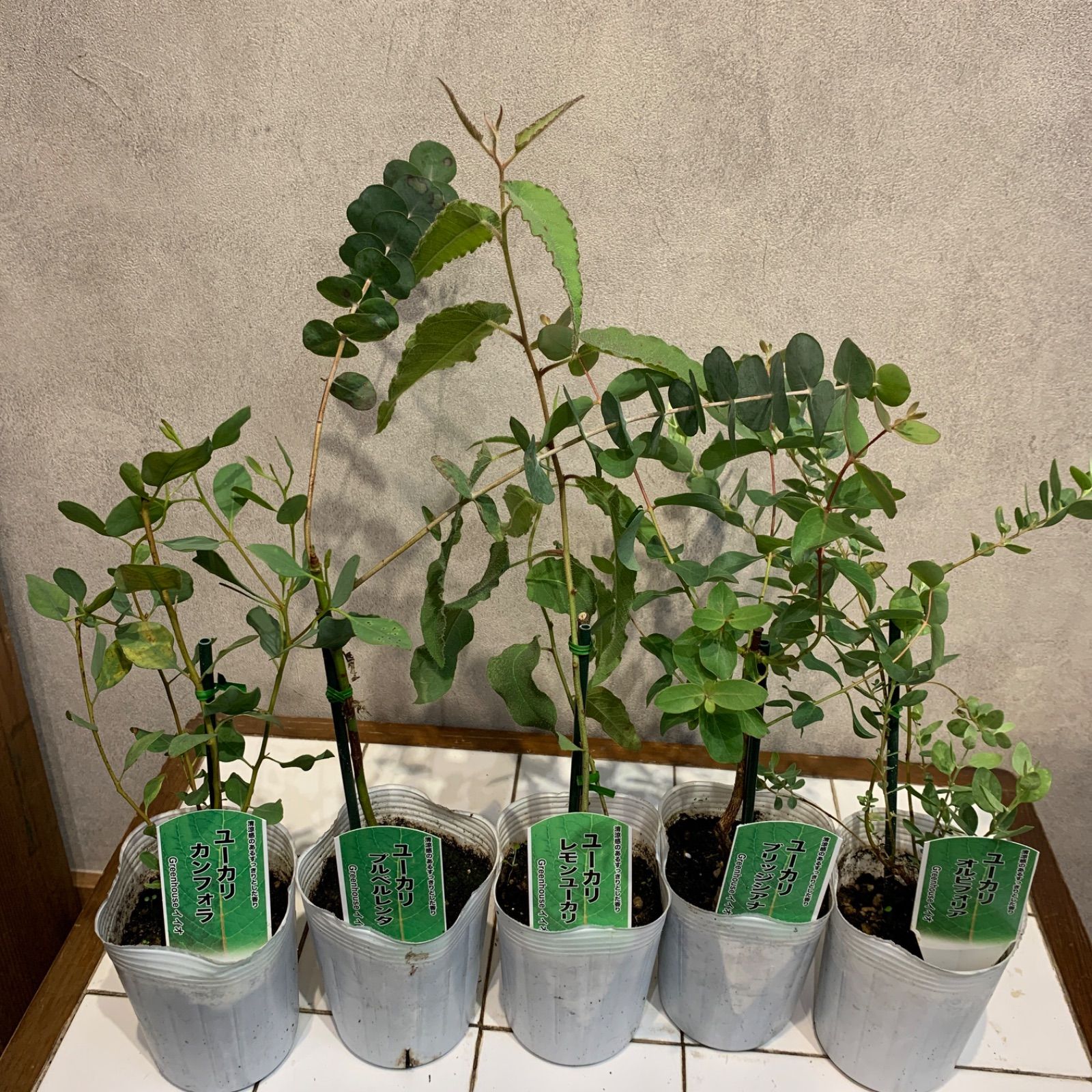 数限定❗️ユーカリ5種mix 3号ポット 5苗セット - メルカリ