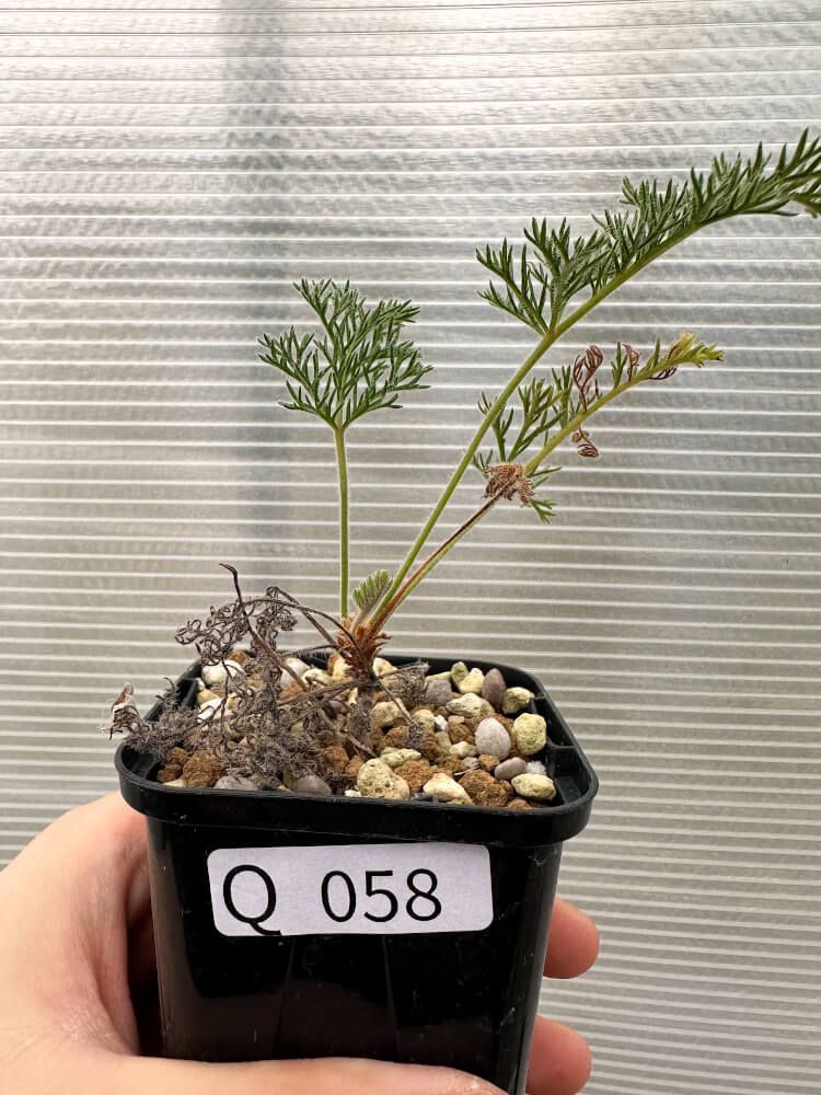 経済統計で見る世界経済2000年史 アンガス・マディソン著 希少書