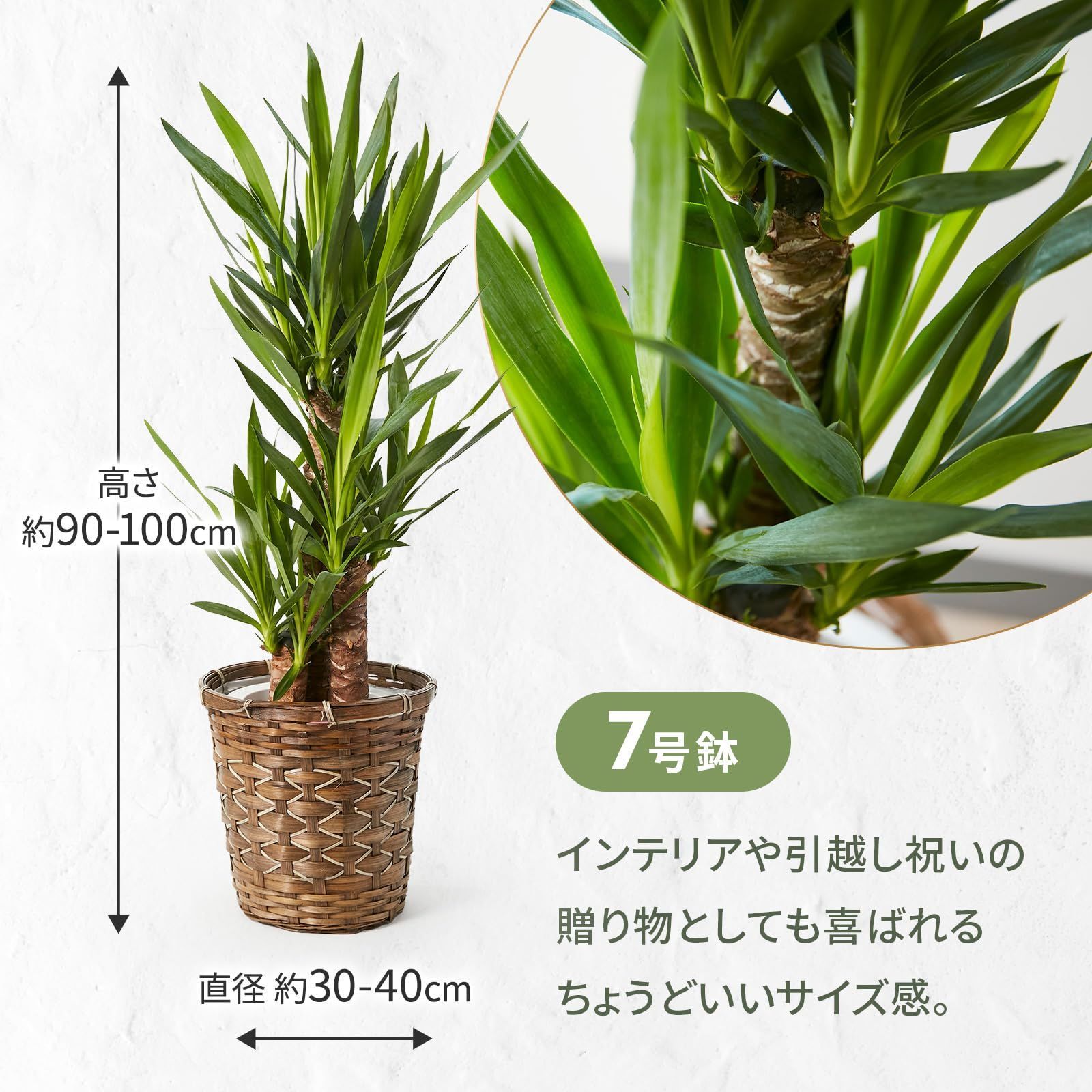 幸運の木 風水