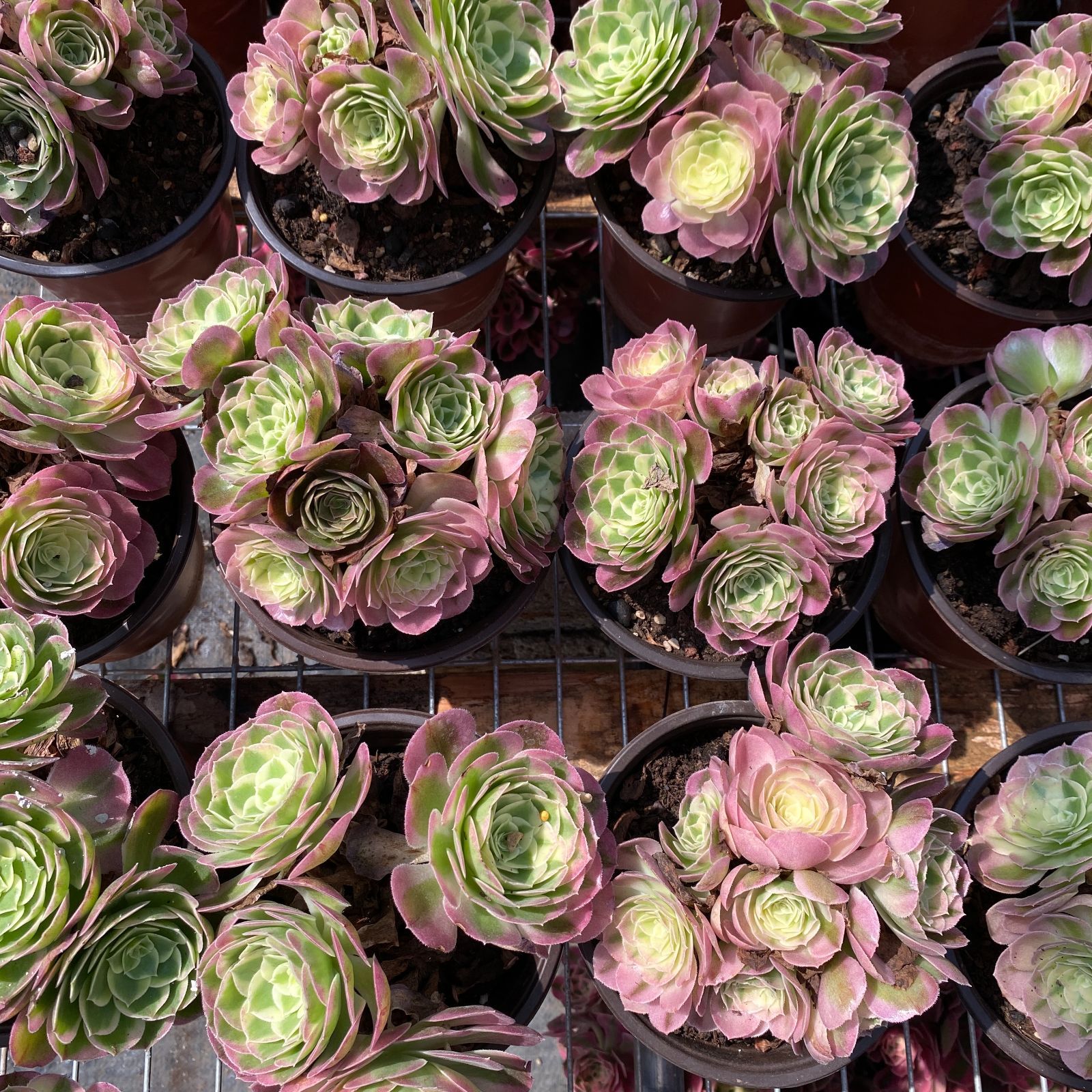 専用！　インドネシア多肉　シルバープリンス錦　レッドプリンス錦　抜苗　速達発送 専用！ インドネシア多肉 シルバープリンス錦 レッドプリンス錦