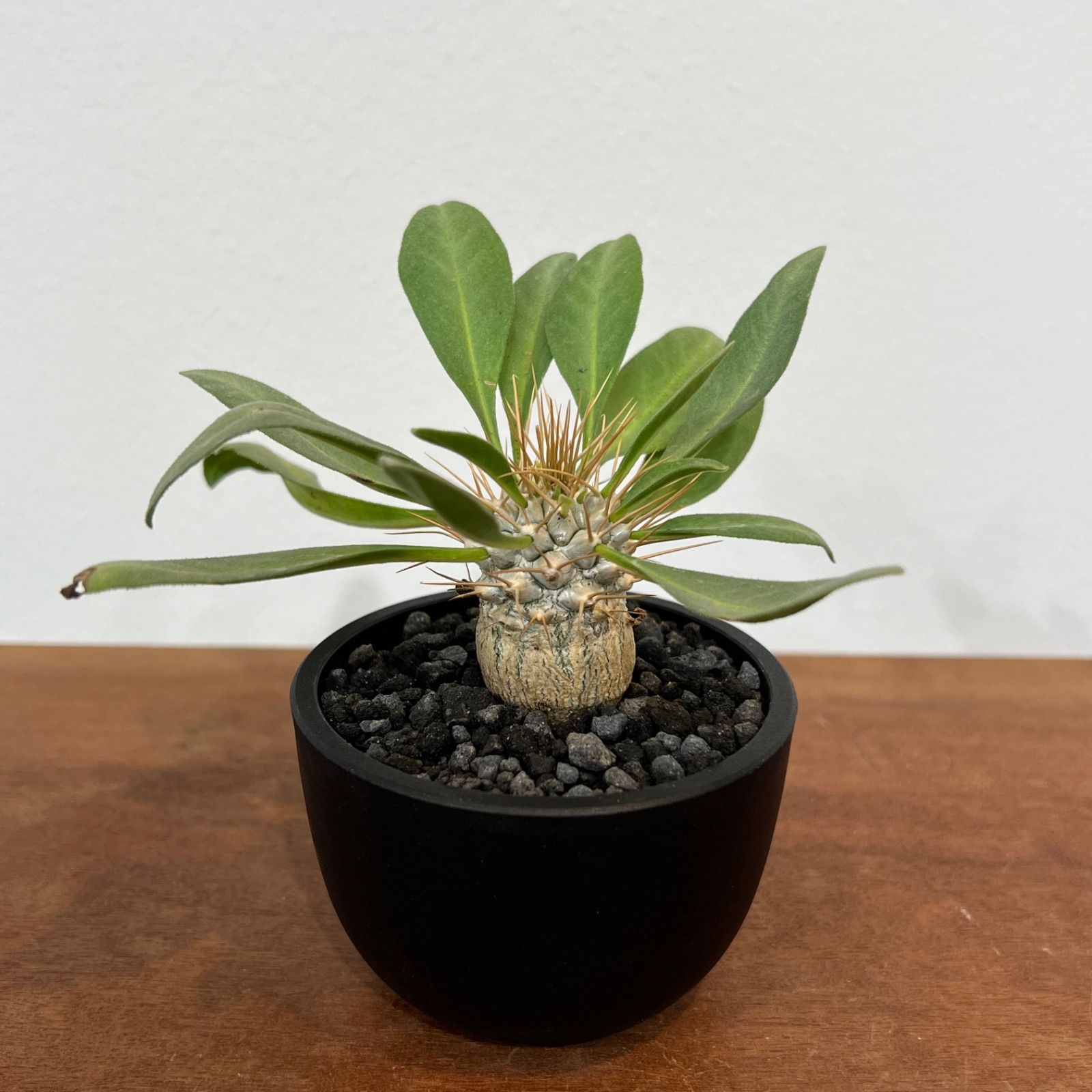 希少】パキポディウムナマクアナム 光堂 塊根植物 多肉 コーデックス