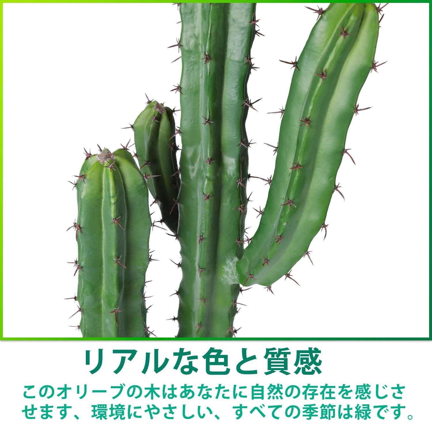 サボテン