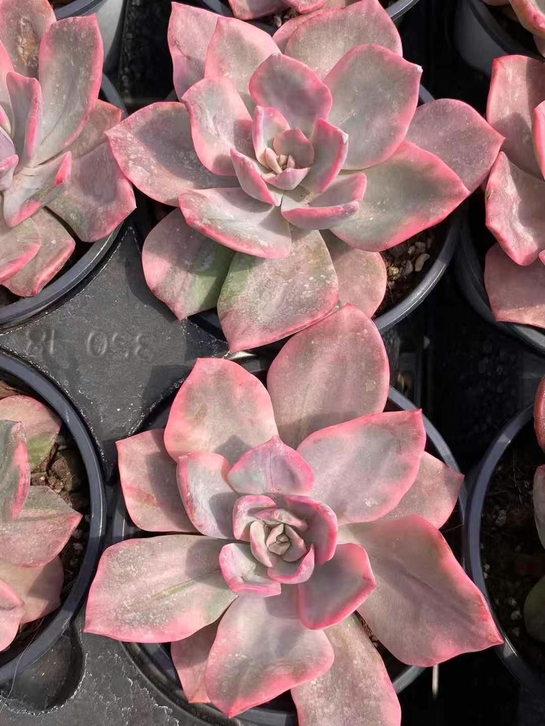 18株の抜き苗セット】ピンク ハリーワトソン 多肉植物 佐川急便発送