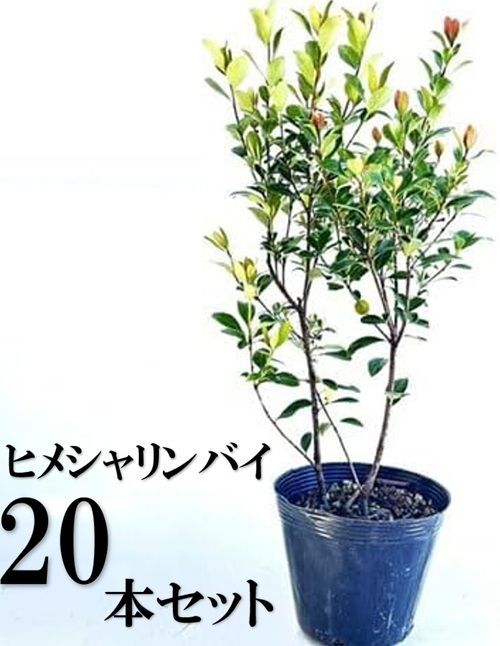 20本セット ヒメシャリンバイ樹高0.4m前後15cmポット