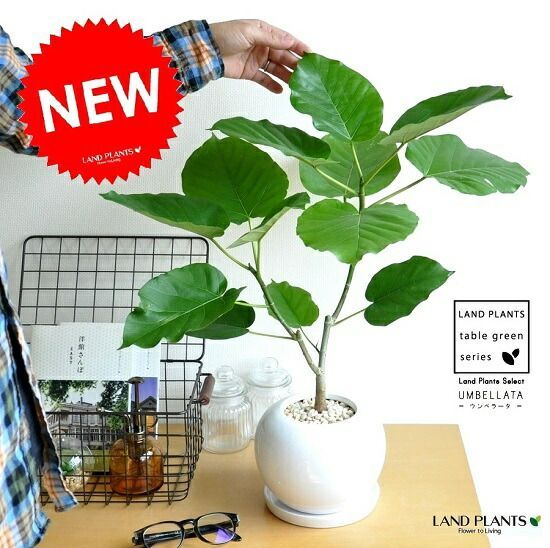 直接引取□極太の根元と幹のパキラアクアティカPachira/観葉植物/150cm